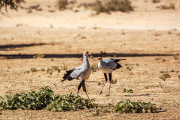 Two Secretary bird dry land habitat in Kgalagadi transfrontier park, South Africa; specie Sagittarius serpentarius family of Sagittariidae