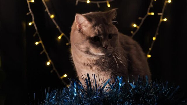 Domestic British, Scottish cat for New Year and Christmas on a background with holiday lights. A cool gray animal celebrates on the eve of the holiday and wishes a Merry Christmas and a Happy New Year