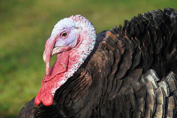 The domestic turkey (Meleagris gallopavo domesticus) is a large fowl. Portrait of a turkey spending their last hours in Advent until Christmas dinner. Garbsen Frielingen, Lower Saxony, Germany.