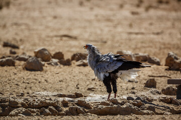 Secretary bird drinking at waterhole in Kgalagadi transfrontier park, South Africa; specie Sagittarius serpentarius family of Sagittariidae