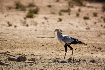Secretary bird walking in dry land in Kgalagadi transfrontier park, South Africa; specie Sagittarius serpentarius family of Sagittariidae