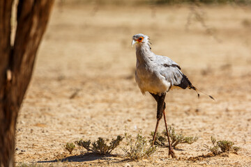 Secretary bird walking in dry land in Kgalagadi transfrontier park, South Africa; specie Sagittarius serpentarius family of Sagittariidae