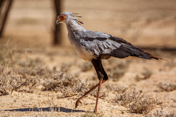 Secretary bird walking in dry land in Kgalagadi transfrontier park, South Africa; specie Sagittarius serpentarius family of Sagittariidae