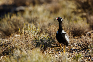 White quilled Bustard walking front view in scrubland in Kgalagadi transfrontier park, South Africa; specie Afrotis afraoides family of Otididae