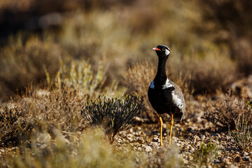 White quilled Bustard walking front view in scrubland in Kgalagadi transfrontier park, South Africa; specie Afrotis afraoides family of Otididae