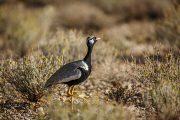 White quilled Bustard walking side view in scrubland in Kgalagadi transfrontier park, South Africa; specie Afrotis afraoides family of Otididae