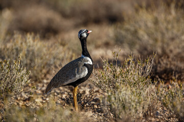 White quilled Bustard walking side view in scrubland in Kgalagadi transfrontier park, South Africa; specie Afrotis afraoides family of Otididae