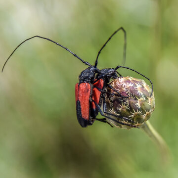 Deux insectes rouges avec de longues antennes en train de copuler sur un bouton de fleur