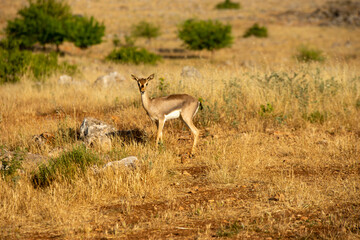 Naklejka na ściany i meble Gazelles in mountain gazelle rehabilitation center in Hatay