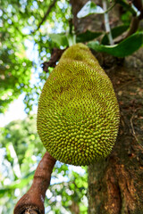 close-up of young jackfruit on a tree