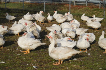 Flock of christmas ducks in Farm. Ducks spending their last hours in Advent until Christmas dinner. Garbsen Frielingen, Lower Saxony, Germany.