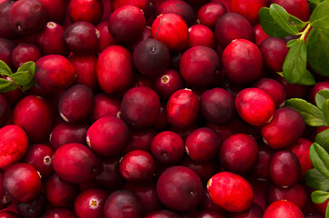 red berries fresh cranberries and leaves close-up