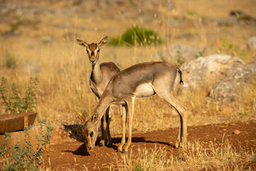Naklejka na ściany i meble Gazelles in mountain gazelle rehabilitation center in Hatay