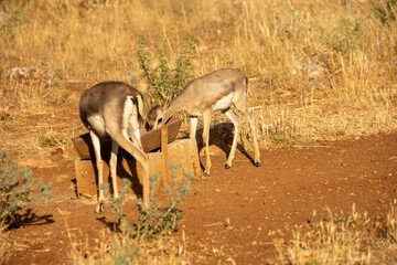 Gazelles in mountain gazelle rehabilitation center in Hatay
