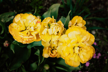 Tulips in the garden
