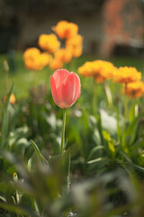 Tulips in the garden