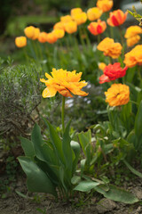 Tulips in the garden