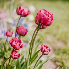 Tulips in the garden