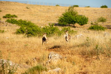Gazelles in mountain gazelle rehabilitation center in Hatay