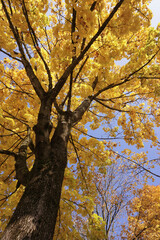 The big yellow tree