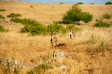 Gazelles in mountain gazelle rehabilitation center in Hatay