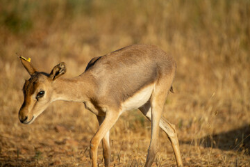 Gazelles in mountain gazelle rehabilitation center in Hatay