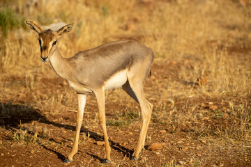Gazelles in mountain gazelle rehabilitation center in Hatay