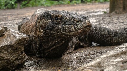 Close up of Komodo dragon at Komodo Island