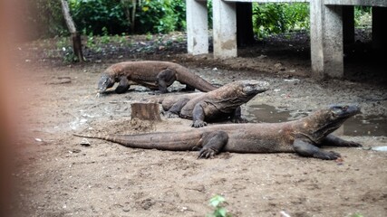 Three big Komodo dragons are waiting to getting food