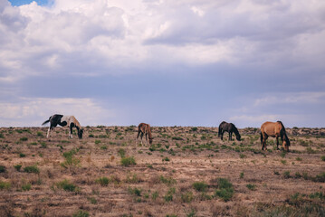 herd of horses