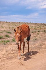 donkey in the desert