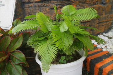 Fresh green mini palm plant