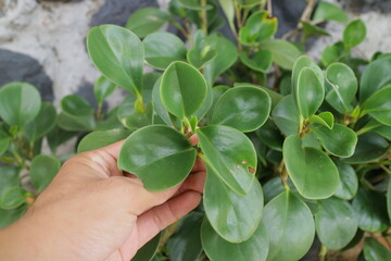 Lush little plant with round leaves