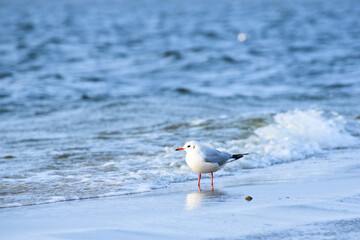 Sea-gull standing at the coast and watching distance, stormy sea in windy weather