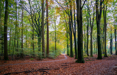 Fototapeta premium Sunny autumn day in the forest between Putten and Ermelo, Netherlands 