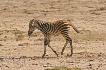 Plakat zèbre de Burchell Equus burchelli avec un jeune, bébé Afrique Kenya