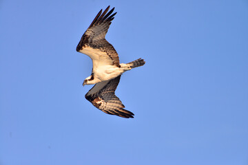 An Osprey starts its dive.