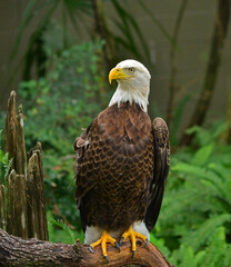 A bald eagle surveys it's surroundings