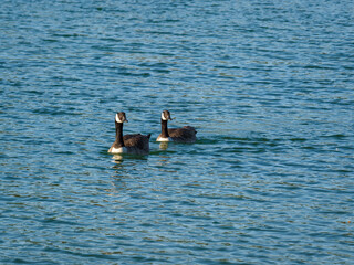oies sur la plage de la Base de loisirs de Verneuil sur Seine en France
