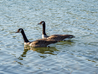 oies sur la plage de la Base de loisirs de Verneuil sur Seine en France