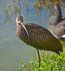 A Limpkin seen close up.