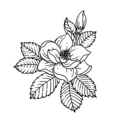 Fototapeta premium a rose illustrated in outline style. flower hand drawn illustration collection for floral design. an element decoration for wedding invitation, greeting card, tattoo, etc.