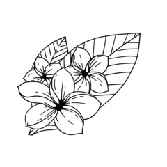 adenium illustrated in outline style. flower hand drawn illustration collection for floral design. an element decoration for wedding invitation, greeting card, tattoo, etc.