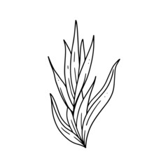 ornamental house plant illustration in outline. uncolored element in hand drawn vector for decorating wedding invitations, cards, and any design in floral theme.
