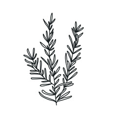 ornamental house plant illustration in outline. uncolored element in hand drawn vector for decorating wedding invitations, cards, and any design in floral theme.
