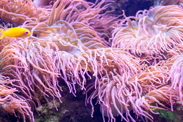 Naklejka na ściany i meble Bright underwater marine Pink Anemones as a part of a coral reef ecosystem in the sea aquarium close up.