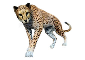 3D Rendering Big Cat Cheetah on White