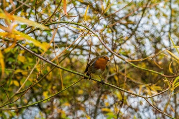 A view of a Robin in a tree beside a lake in Syston UK on an Autumn day