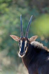 Portrait of an endangered sable antelope (Hippotragus niger), South Africa.