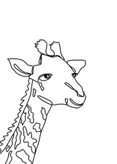 One continuous line drawing, giraffe turned sideways to look at something